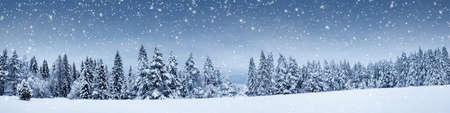 Beautiful view at the forest in snowfallの写真素材