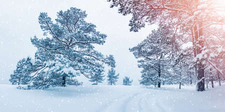 Beautiful view of the winter forest in snowfall.の写真素材