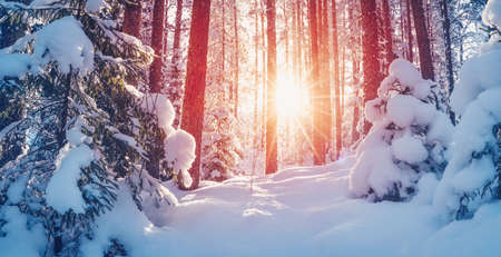 Winter forest with beautiful snowy pines and firsの写真素材