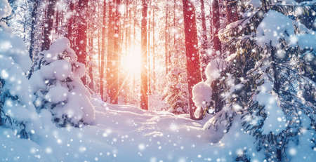 Winter forest with beautiful snowy pines and firs on the morning.の写真素材