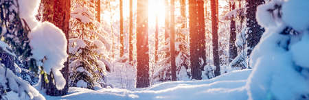 Winter forest with beautiful snowy pines and firsの写真素材