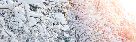 Beautiful panoramic view of the bushes covered by snow in the winter forestの写真素材