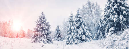 Beautiful view of the snowy forest in the morningの写真素材