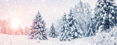 Beautiful view of the snowy forest in the morning in snowfallの写真素材