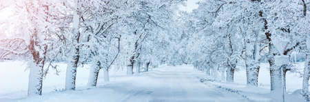 Road covered by snow in snowy morningの写真素材