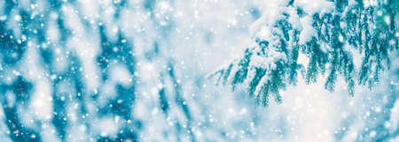 Beautiful view of the fir twigs with fluffy snow on them in snofallの写真素材