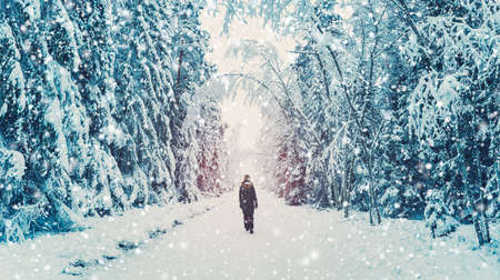 Loneliness woman walking in the winter forest in snowfallの写真素材