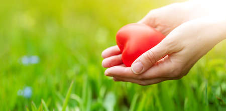 Woman hands holding red heart shape on the green grass background.の写真素材