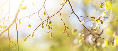 New buds in springtime with young leaves on green spring background.