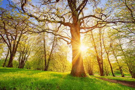 Old oak with fresh foliage in natural park in spring.の写真素材