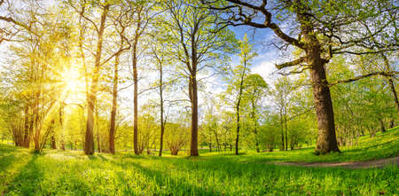 Sunrise in the spring forest in the morningの写真素材