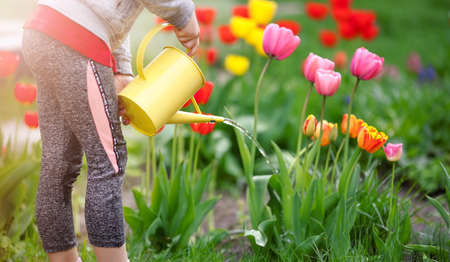 Child watering flowers in the garden in springの写真素材