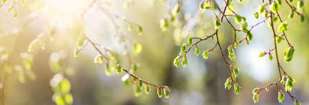 Close-up view of the birchs branch with young leaves and bud.の写真素材