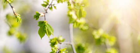 Close-up view of the elms branch with young leaves and bud.の写真素材