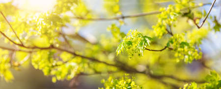 Close-up view of the maples branch with young leaves and bud.の写真素材
