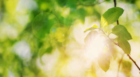 Close-up view of the trees branch with young leaves and budの写真素材