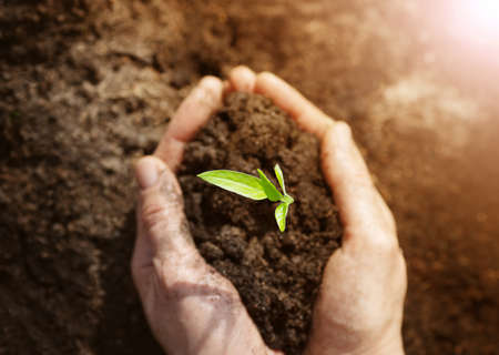 Woman hands taking care of a seedling in the soil.の写真素材