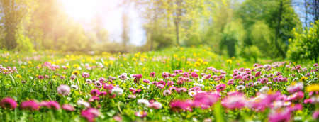 Meadow with lots of white and pink spring daisy flowersの写真素材