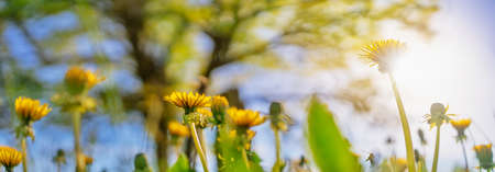 Yellow dandelions on the spring field on sunlight.