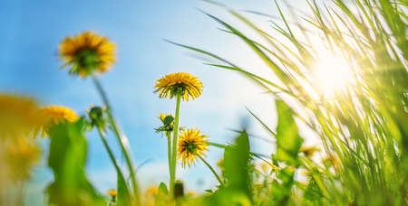 Yellow dandelions on the spring field on sunlightの写真素材