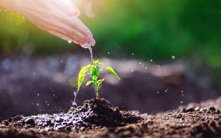Human hand watering young sprout planted in soilの写真素材