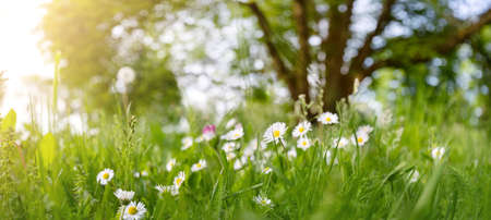 Beautiful view of blooming dasies in sunny natural park in spring.の写真素材
