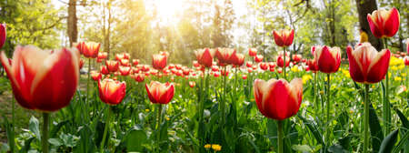 Closeup view of the young red tulips.の写真素材
