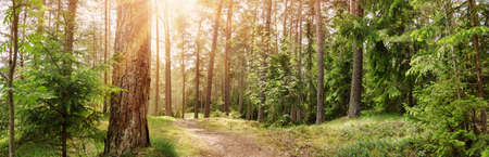 Panoramic view of the wild trail in the simmer forest.の写真素材