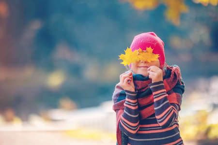 Happy child hiding his eyes behind the maple leaves.の写真素材
