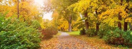 Beautiful autumnal park with footpath covering by leavesの写真素材
