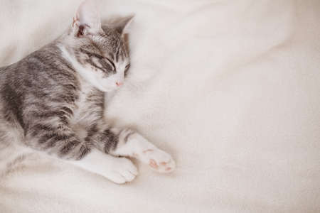 Little gray kitten lying and dreaming indoorsの写真素材