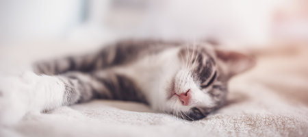 Little gray kitten lying and dreaming indoorsの写真素材