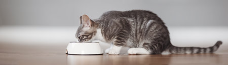 Little grey kitten feeding by cats meal indoorsの写真素材