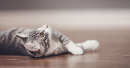 Little gray kitten lying on the floor indoorsの写真素材