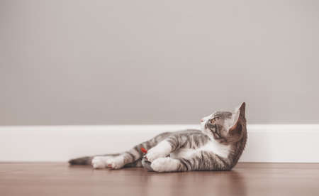 Little gray kitten lying on the floor indoorsの写真素材