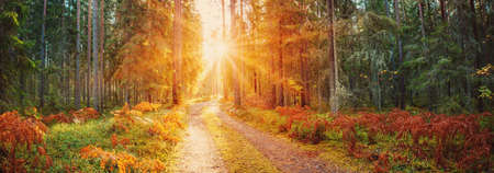 Sunrise in the morning in natural autumnal forestの写真素材