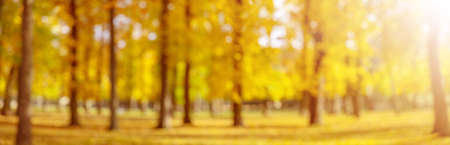 Defocused panoramic view of the trees in autumnal park.の写真素材