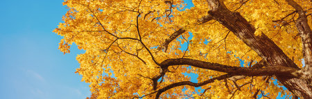 Looking up on the autumnal tree in natural park.の写真素材