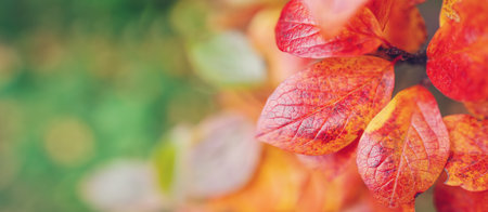 Close-up view of the branch with colourful leaves in autumnal park