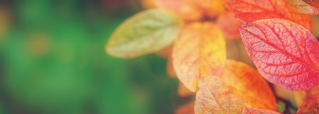 Close-up view of the branch with colourful leaves in autumnal park