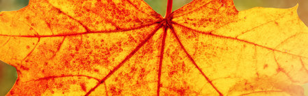 Closeup view of the colourful maple leafの写真素材