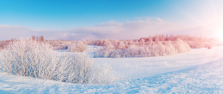 Panoramic view of the white snowy trees in natural parkの写真素材