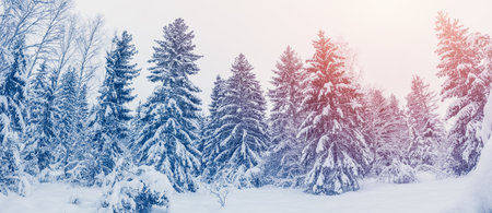 Morning sunrise in the spruce forest with firs covering by soft snow.の写真素材