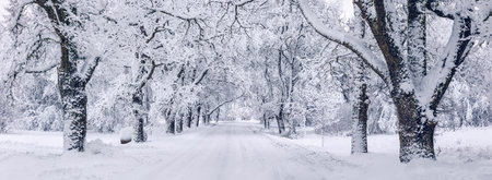 Country road in the natural park in winter day.の写真素材