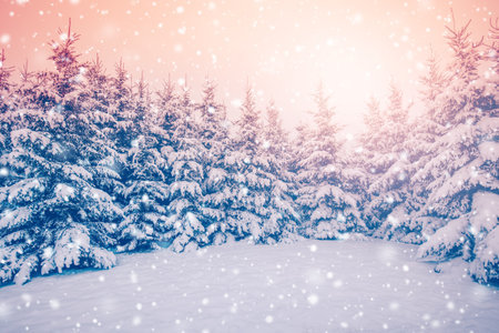 Beautiful snowfall in spruce forest on the morningの写真素材