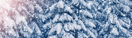 Closeup of the fir woods in snowfall in winter morningの写真素材