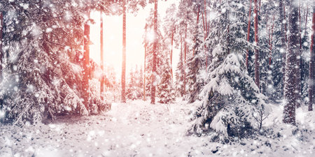 Sunlight in the snowy winter forest in snowfall.の写真素材