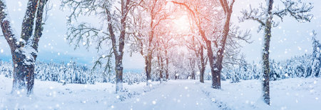 Country road in the natural park in winter morning.の写真素材