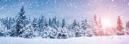 Beautiful snowfall in spruce forest on the morningの写真素材