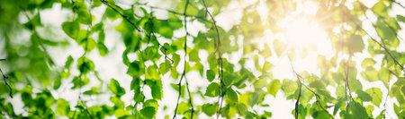 Close-up panoramic view of the birchs branch with young leaves and bud.の写真素材